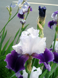 Iris closeup (Click to enlarge)