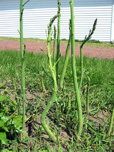 Asparagus (Click to enlarge)