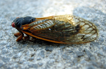 Cicada (Click to enlarge)