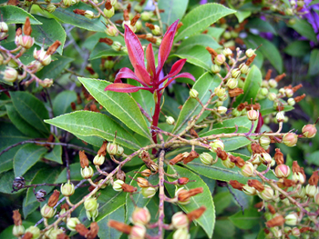 Flowering bush (Click to enlarge)