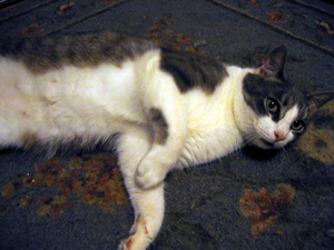 Melvin relaxing (Click to enlarge)