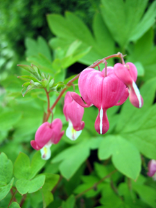 Pretty bleeding hearts  (Click to enlarge)