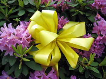 Yellow ribbon on bush (Click to enlarge)