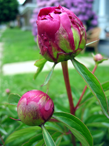 Rose buds (Click to enlarge)