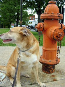 Una says no to a hydrant (Click to enlarge)