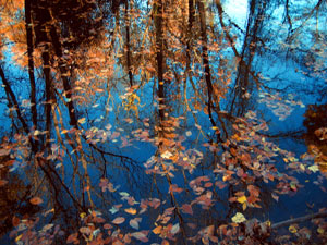 Leaves and tree reflections (Click to enlarge)