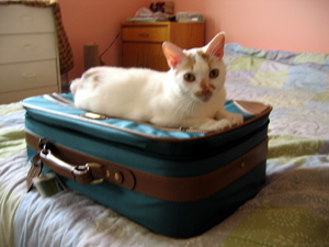 Luke on suitcase (Click to enlarge)
