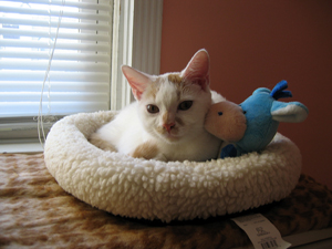 Luke in his catbed (Click to enlarge)