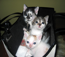 Purse kitties (Click to enlarge)
