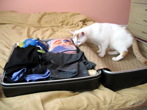 L:uke in the suitcase (Click to enlarge)