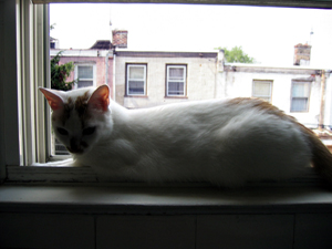 Luke in windowsill (Click to enlarge)