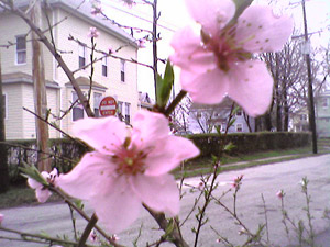 Spring blossoms (click to enlarge)