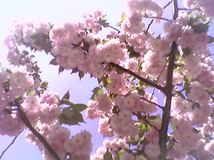 Cherry blossoms (click to enlarge)