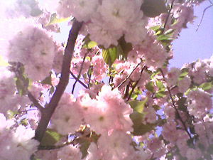 More cherry blossoms (Click to enlarge)