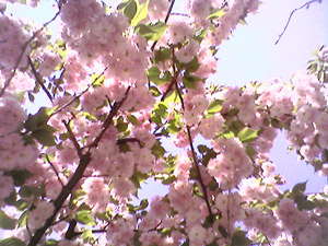 Still more cherry blossoms (Click to enlarge)