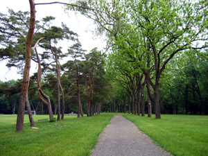 Trees along a road (Click to enlarge)