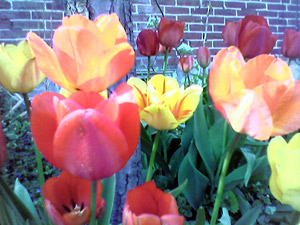 Tulips (click to enlarge)