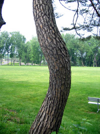 Twisted tree (Click to enlarge)