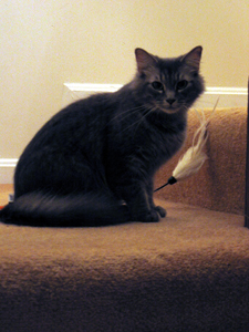 Misty on the stairs (Click to enlarge)