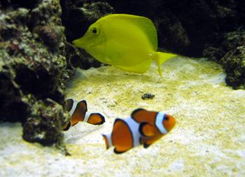 Clown fish with friend (Click to enlarge)