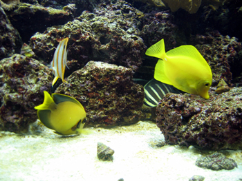 Brightly colored tropical fish (Click to enlarge)