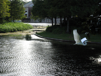 Egret in flight (Click to enlarge)
