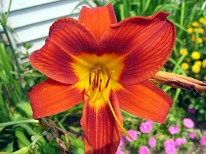 Orange flower (Click to enlarge)
