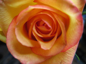Orange rose closeup (Click to enlarge)