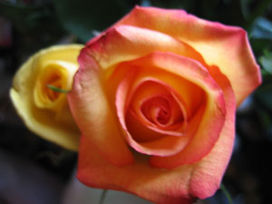 Orange rose (Click to enlarge)