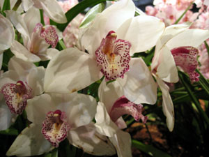 Orchids (click to enlarge)