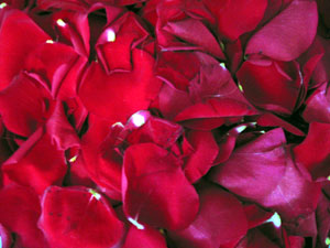 Rose petals (Click to enlarge)