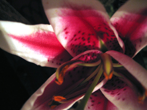 Close up of alien flower (Click to enlarge)