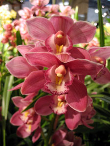 Pink orchids (Click to enlarge)
