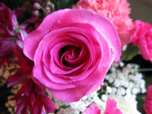 Pink rose (Click to enlarge)