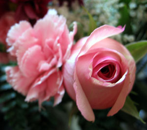 Pink rosebud (Click to enlarge)