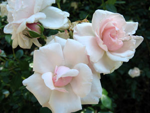 Pink rose bush (Click to enlarge)