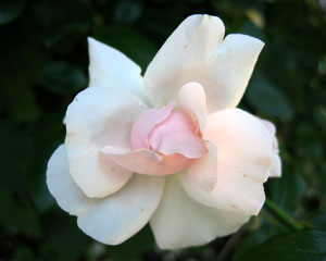 Pink rose bush picture 2 (Click to enlarge)