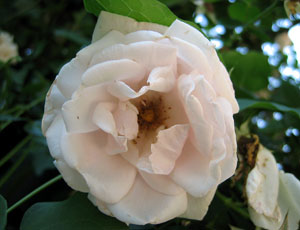 Pink rose bush picture 3 (Click to enlarge)