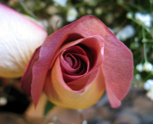 Rose closeup (Click to enlarge)