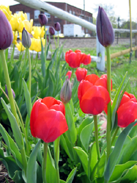 Red tulips (Click to enlarge)