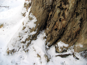 Tree roots in snow (Click to enlarge)