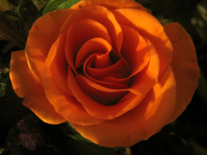 Orange rose in mysterious circumstances (Click to enlarge)
