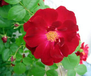 Rose bush (Click to enlarge)
