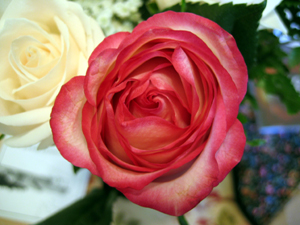 Pink rose (Click to enlarge)