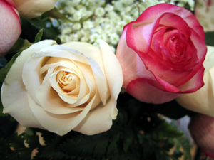 White and pink roses (Click to enlarge)