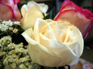 White rose in foreground (Click to enlarge)