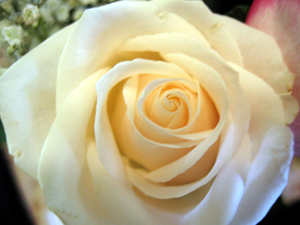 White rose, closeup (Click to enlarge)