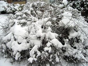 Snowy bush (Click to enlarge)