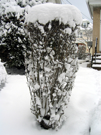 Snow on a conical bush (Click to enlarge)