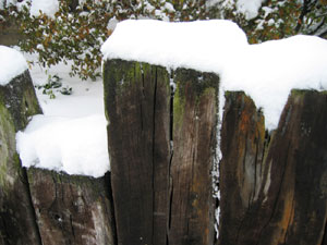 Snowy fence (Click to enlarge)